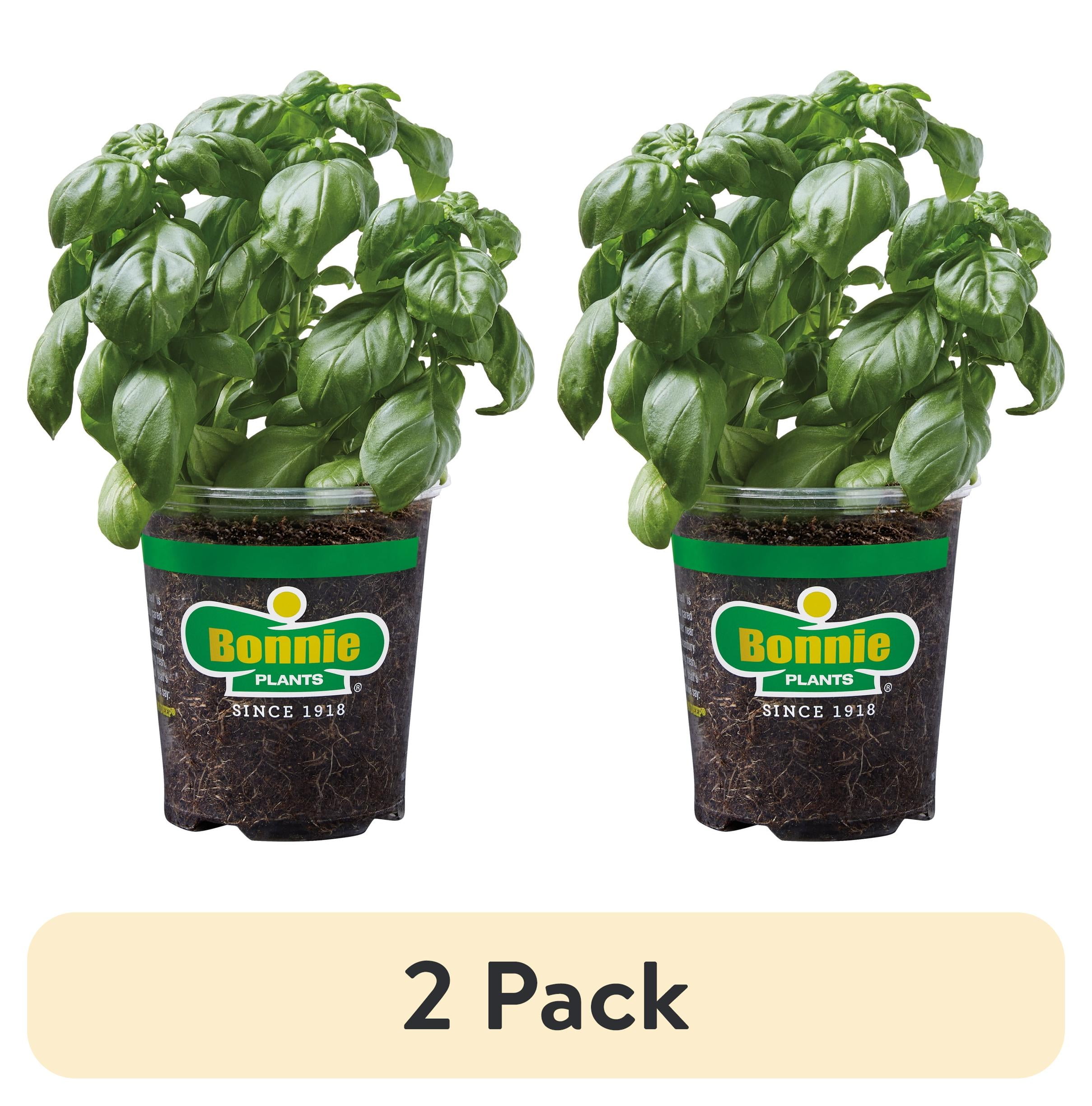 Live Plants - Walmart.com