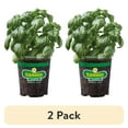 thumbnail image 1 of (2 pack) Bonnie Plants Sweet Basil 19.3 oz., 1 of 13