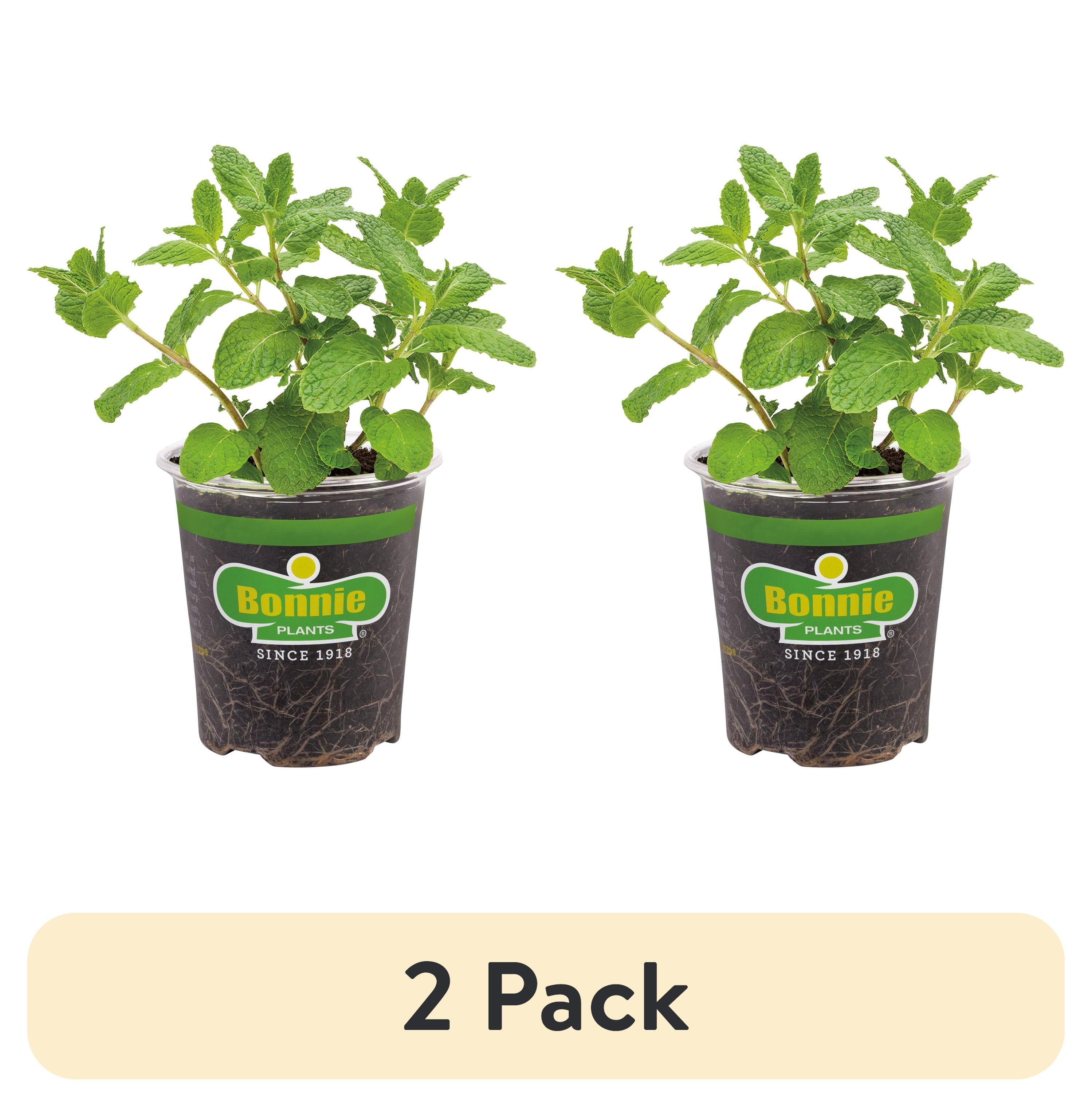 (2 pack) Bonnie Plants Sweet Mint 19.3 oz.
