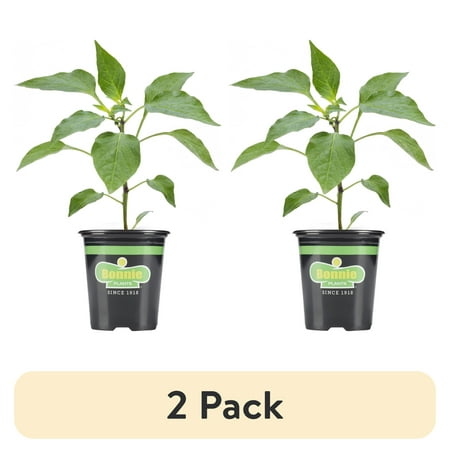 (2 pack) Bonnie Plants Yellow Bell Sweet Pepper 19.3 oz
