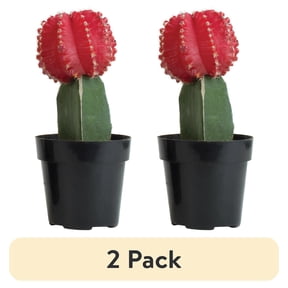 (2 pack) "Element Colorful Grafted Cactus Live Plant in 3"" Grower Pot