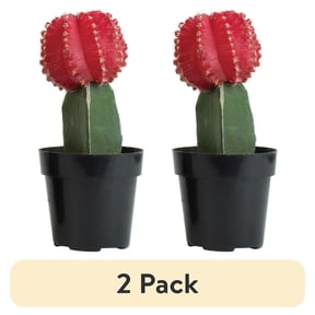 (2 pack) Element Live Plant Assorted Grafted Cactus in 3in Pot