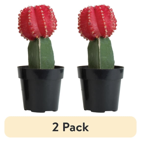 (2 pack) Element Live Plant Assorted Grafted Cactus in 3in Pot