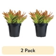 thumbnail image 1 of (2 pack) Element Grower's Choice Succulent Live Plant in 4" Grower Pot, 1 of 13