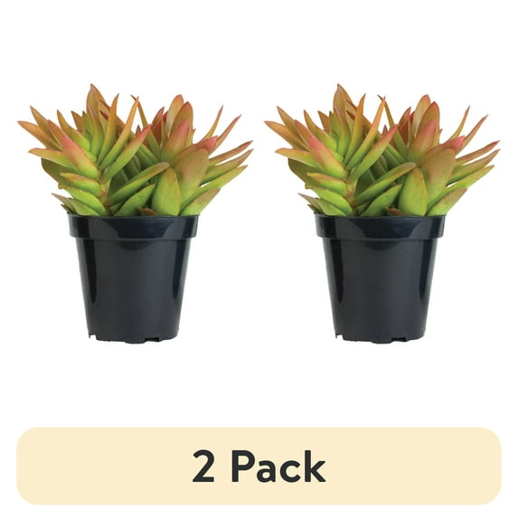 (2 pack) Element Grower's Choice Succulent Live Plant in 4" Grower Pot