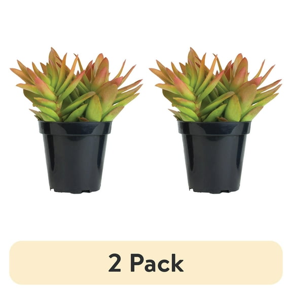 (2 pack) Element Grower's Choice Succulent Live Plant in 4" Grower Pot