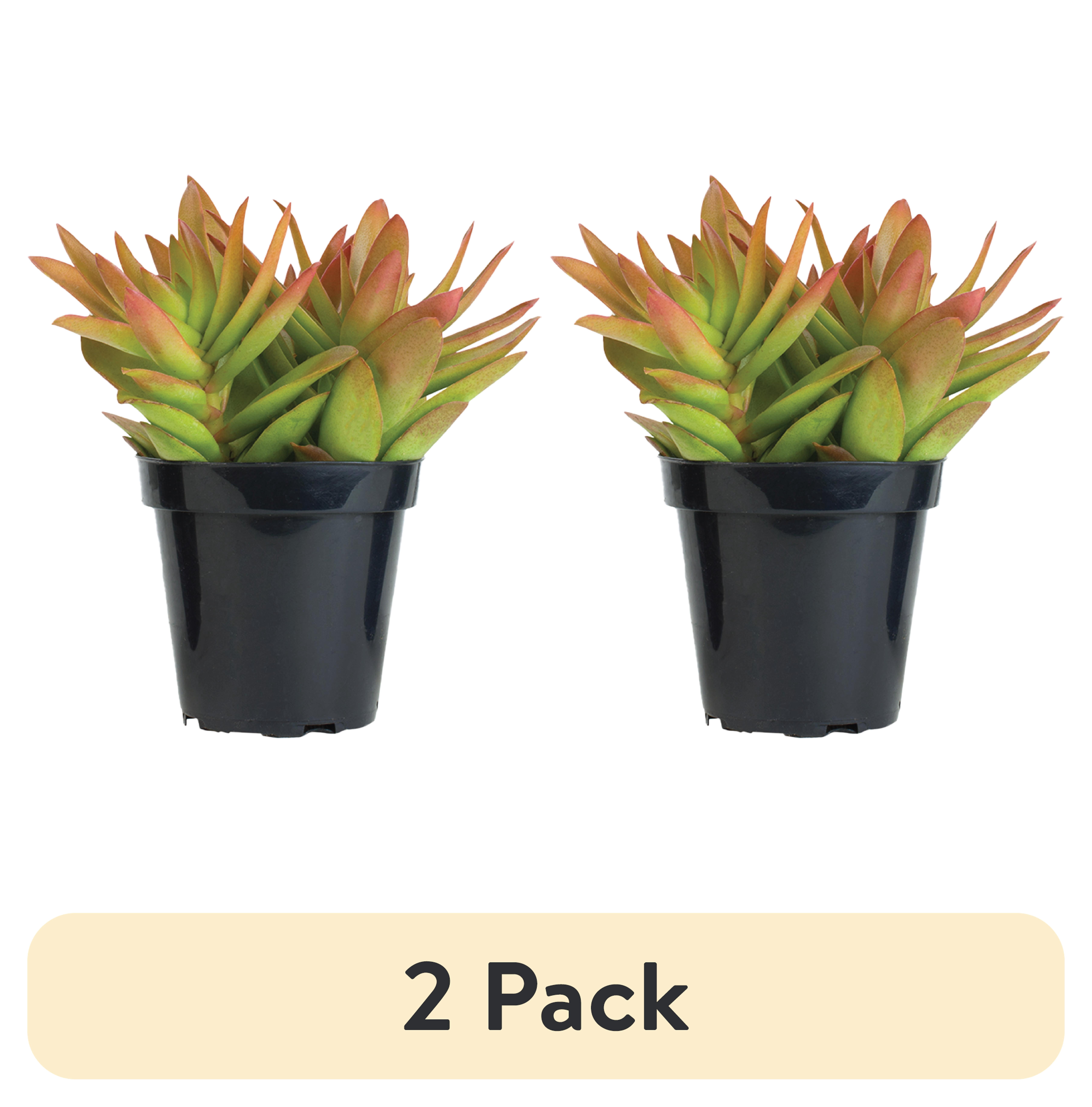 2 pack) Element Single Succulent, 3.5 in Pot, Seasonal Live Plant