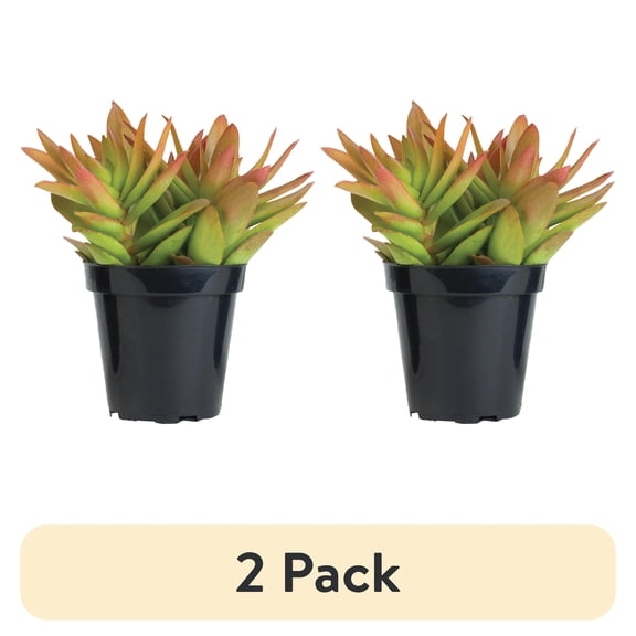(2 pack) Element Single Succulent, 3.5 in Pot, Seasonal Live Plant, Mixed Varieties and Colors