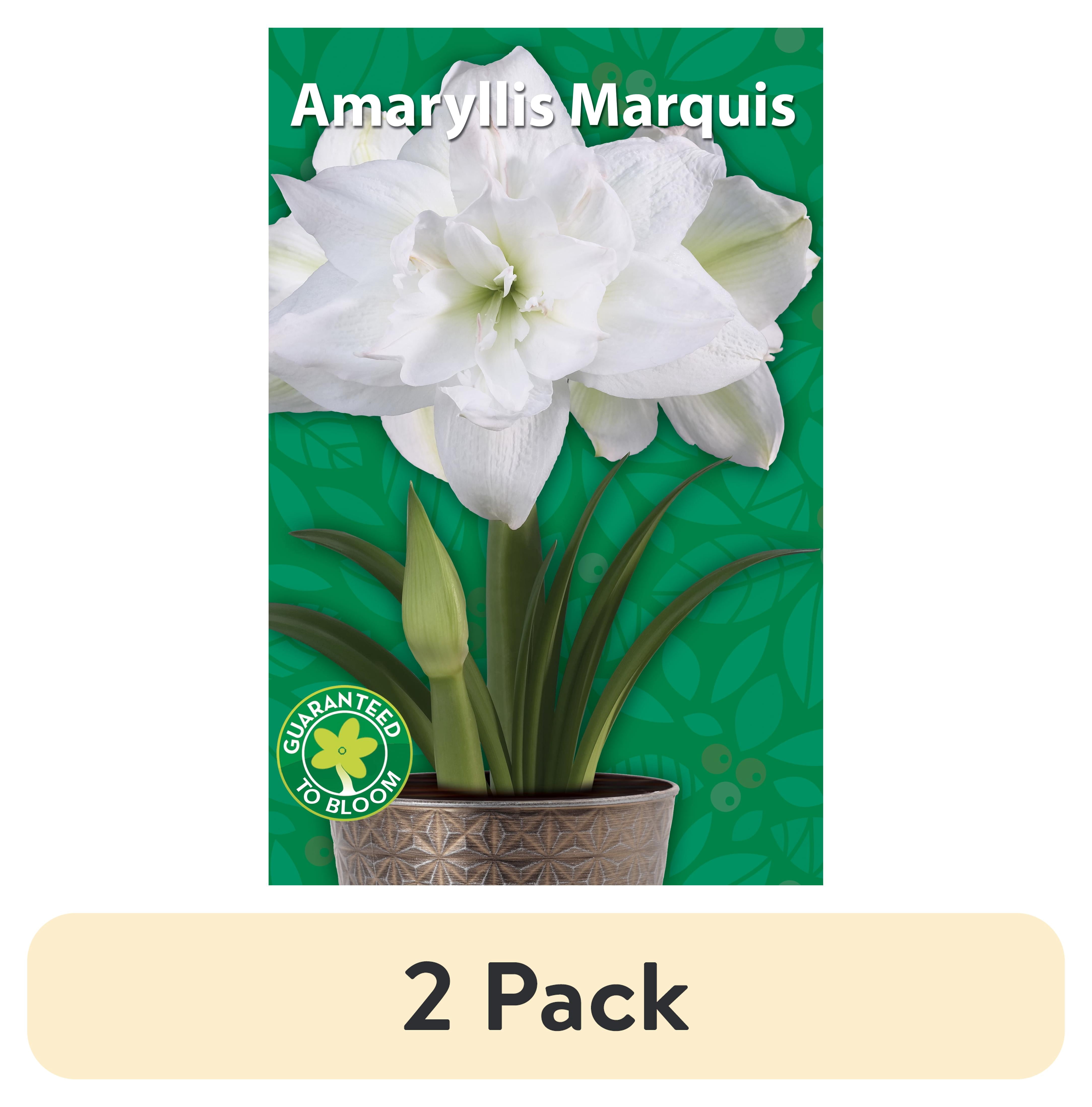 (2 pack) EuroBlooms Amaryllis Marquis, Prepotted Indoor Plants, Double White Blooms, Bright indoor light or filtered sunlight