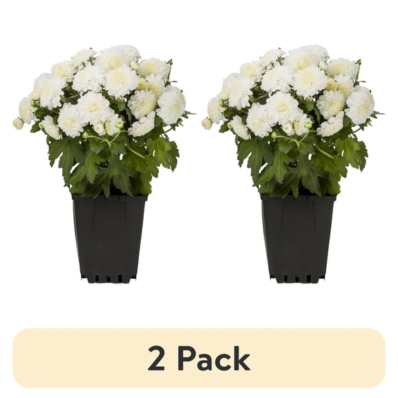 (2 pack) Expert Gardener 1.0PT White Mum Live Plant in Grower Pot
