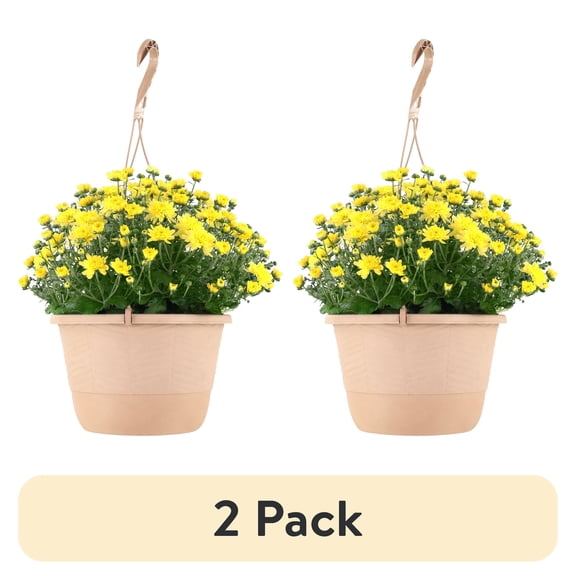 (2 pack) Better Homes & Gardens 18" Yellow Mum Live Plants in 6.5" Hanging Basket Full Sun