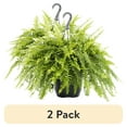 thumbnail image 1 of (2 pack) Expert Gardener 1.5gal Green Boston Fern Live Annual Plant Hanging Basket Part Shade, 1 of 9