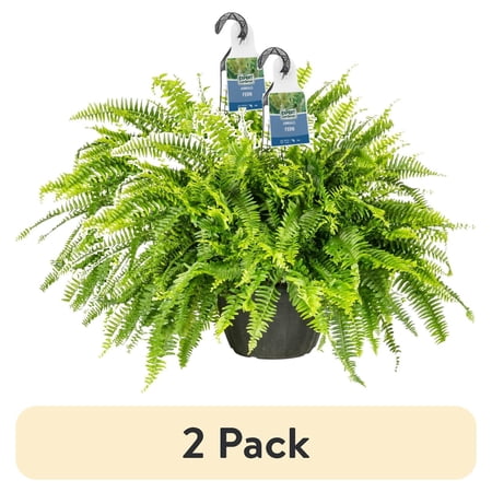 (2 pack) Expert Gardener Boston Fern Live Plant, 1.5 gal