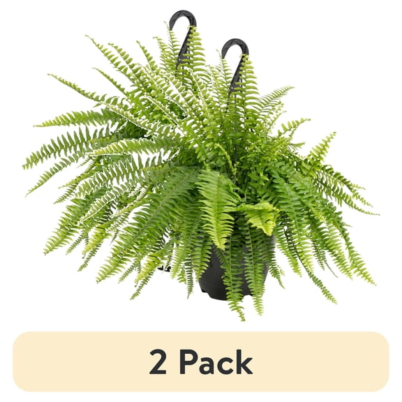 (2 pack) Expert Gardener 22" Tall Boston Fern Live House Plants in 10" Hanging Basket