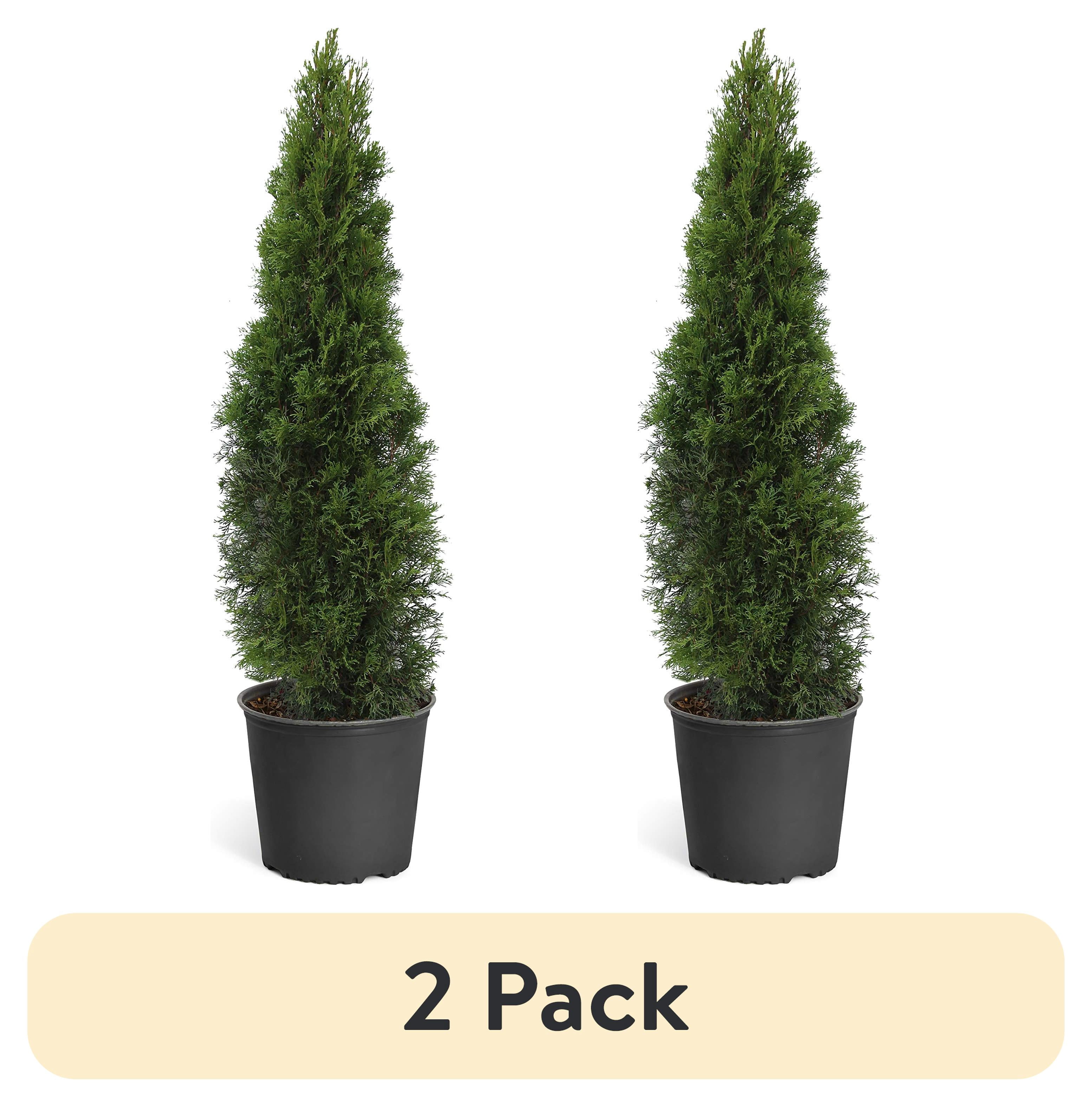 (2 pack) Expert Gardener 2.25G Arborvitae Emerald Green Live Plants Full Sun Green