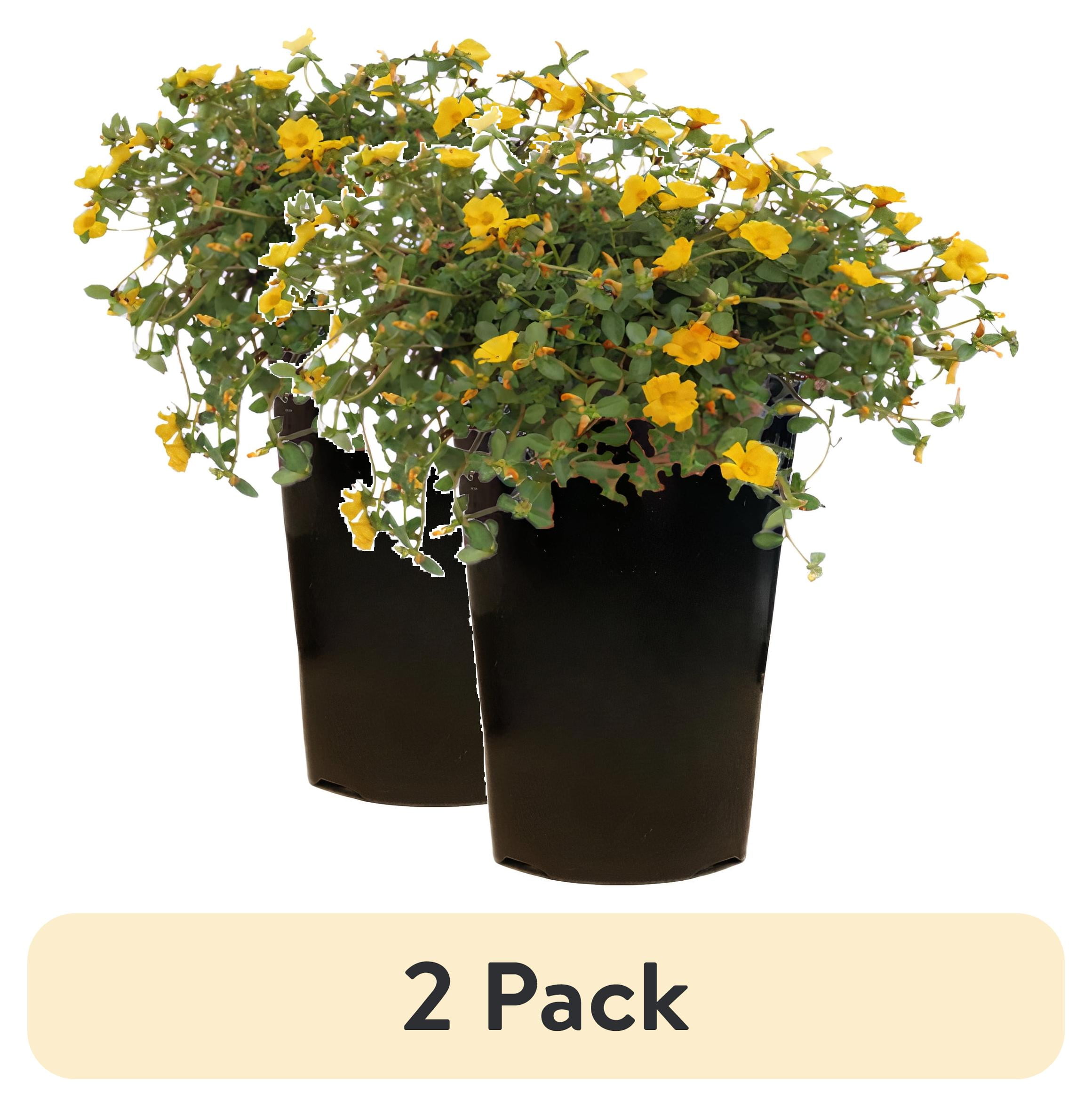 Sample Grower Pot (2 pack) Expert Gardener 2Qt Purslane Yellow Live Plant Grower Pot Full ...