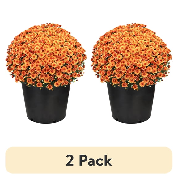 (2 pack) Expert Gardener Orange Mum Live Plant in 3.0QT Pot