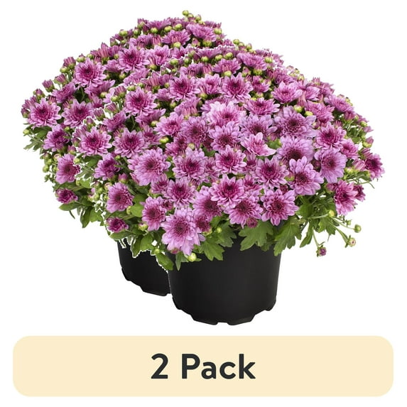 (2 pack) Expert Gardener 3.0QT Pink Mum Live Plant in Grower Pot