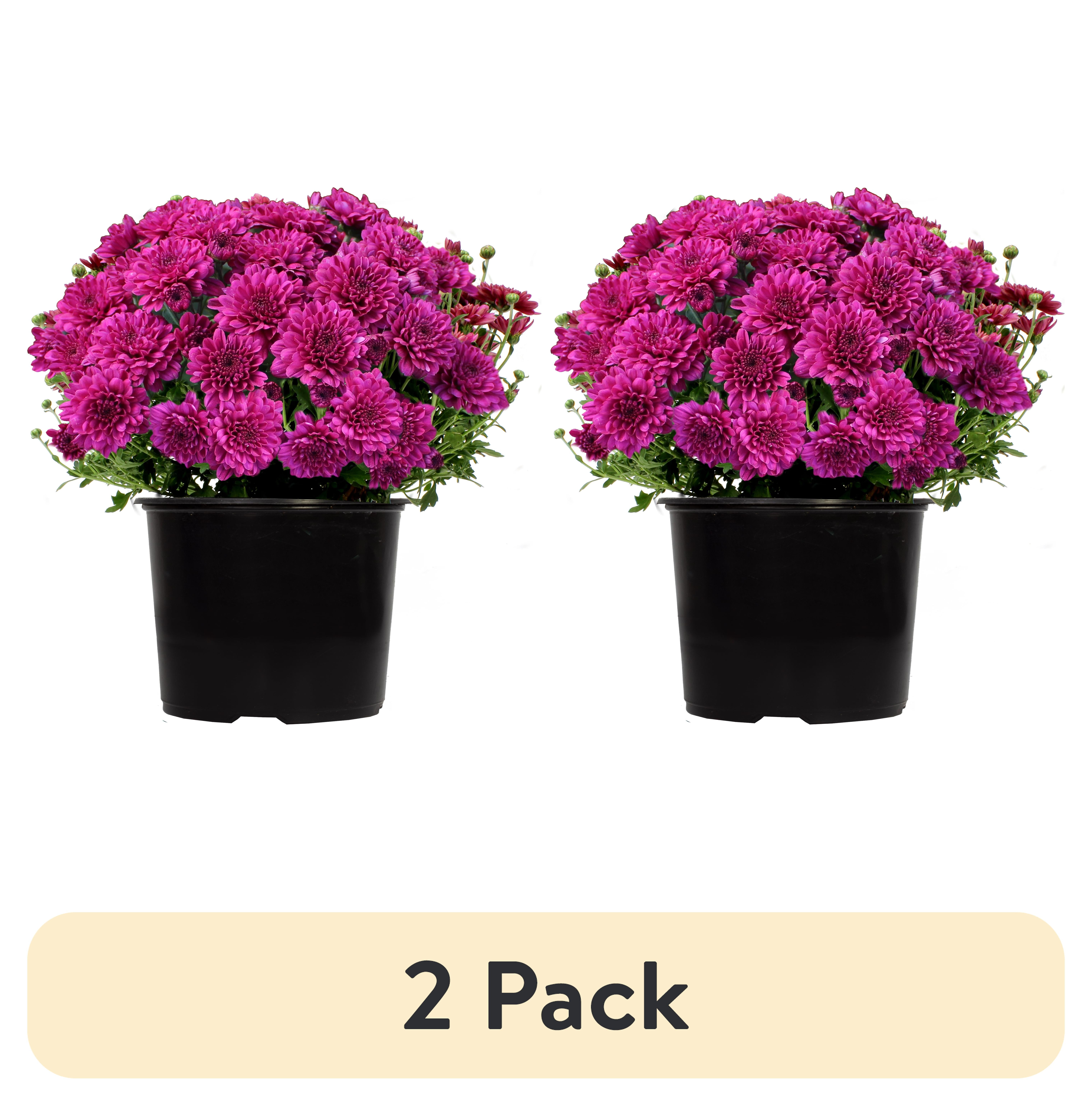 Sample Grower Pot (2 pack) Expert Gardener 3.0QT Purple Mum Live Plant in Grower Pot Full ...