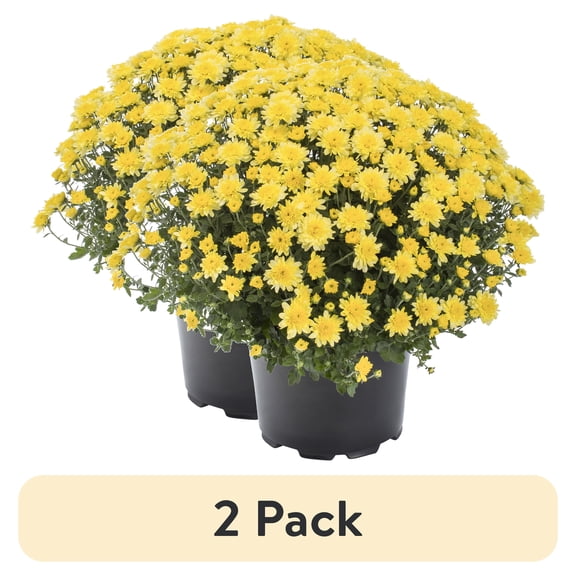 (2 pack) Expert Gardener 3.0QT Yellow Mum Live Plant in Grower Pot