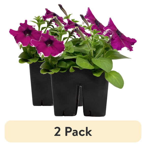 (2 pack) Expert Gardener 4PK Burgundy White Petunia Live Plant