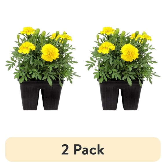 (2 pack) Expert Gardener 4PK Yellow Marigold Live Plant