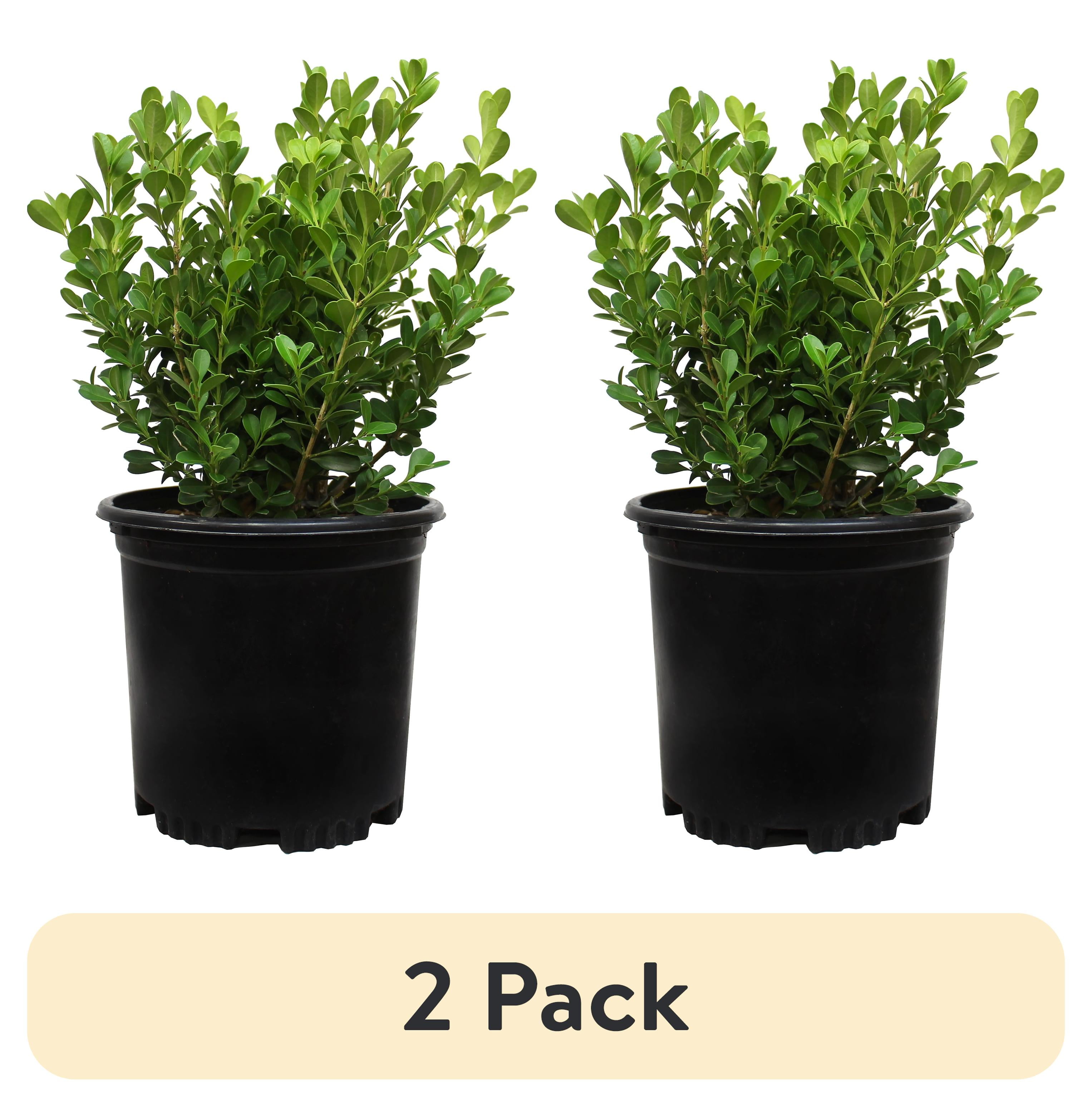 (2 pack) "Expert Gardener Buxus Japonica Boxwood Shrub, 10""-12"" Tall