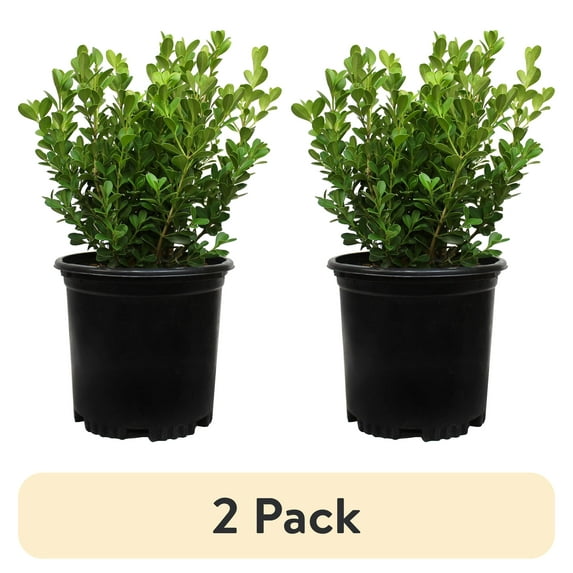 (2 pack) "Expert Gardener Buxus Japonica Boxwood Shrub, 10""-12"" Tall