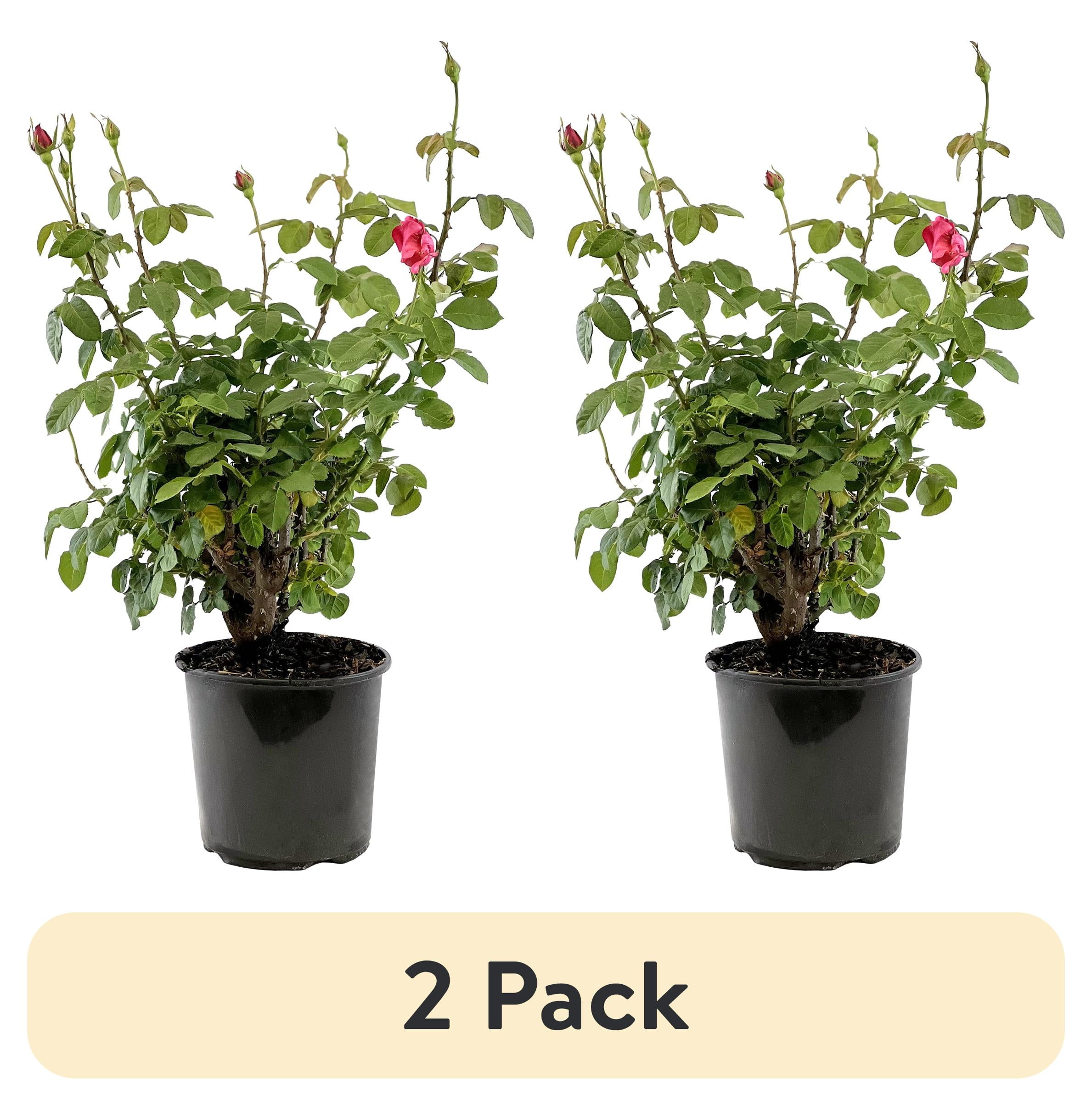 (2 pack) "Expert Gardener Outdoor Live Plant Pink Rose Shrub 18""-24"" Tall