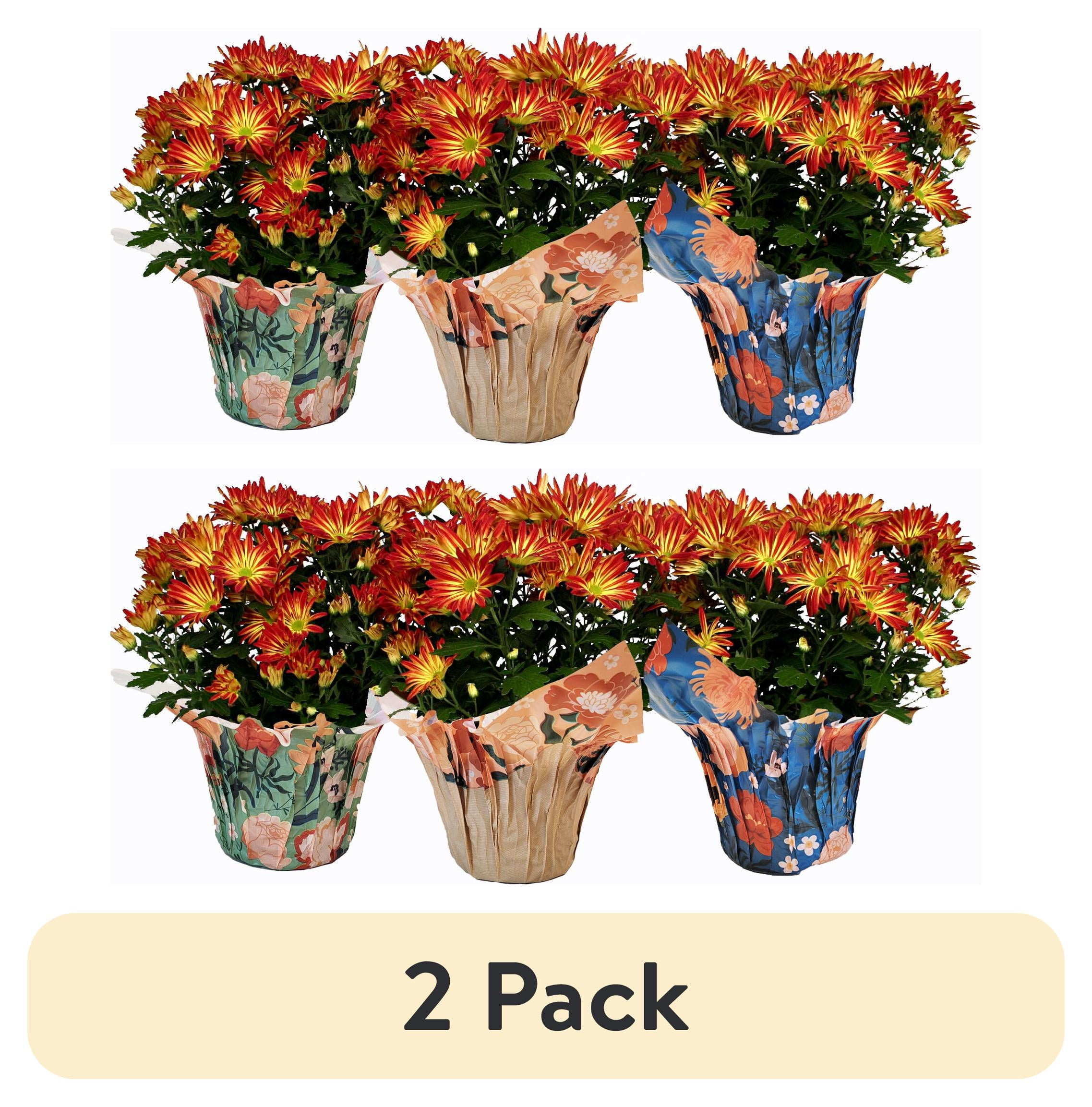 2 pack) Gifts In Bloom 5 inch Point Pelee Mum, Live Indoor Plant, Indirect  Sunlight - Walmart.com, image size:2275x2306