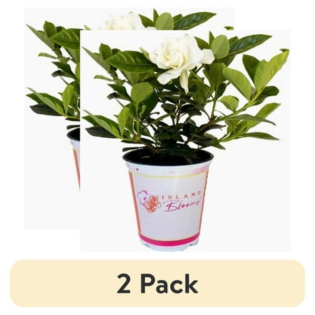 (2 pack) IB 2.5QT GARDENIA
