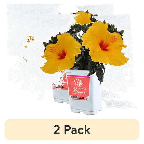 (2 pack) Island Blooms Live Indoor 14in. Tall Hibiscus Plant in 5in. Grower's pot