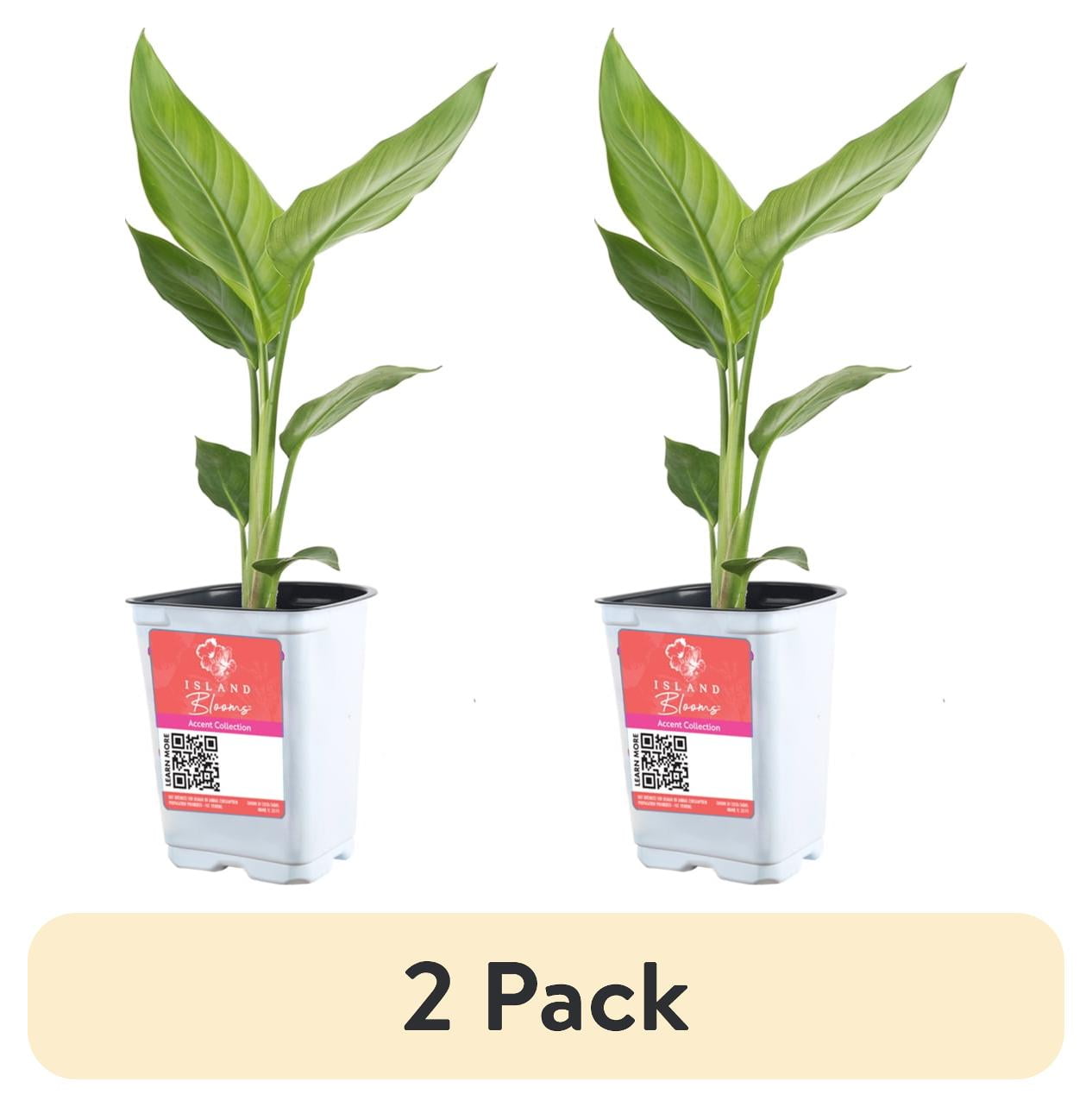 (2 pack) Island Blooms Live Outdoor White Bird Plant in 1.5 Pint Pot – 15 inch Tall, Partial Sun