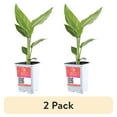 thumbnail image 1 of (2 pack) Island Blooms Live Outdoor White Bird Plant in 1.5 Pint Pot – 15 inch Tall, Partial Sun, 1 of 7
