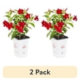 thumbnail image 1 of (2 pack) Island Blooms 1.5PT Red Mandevilla Live Annual Tropical Plant Sun, 1 of 7