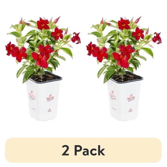 (2 pack) Island Blooms 1.5PT Red Mandevilla Live Annual Tropical Plant Sun