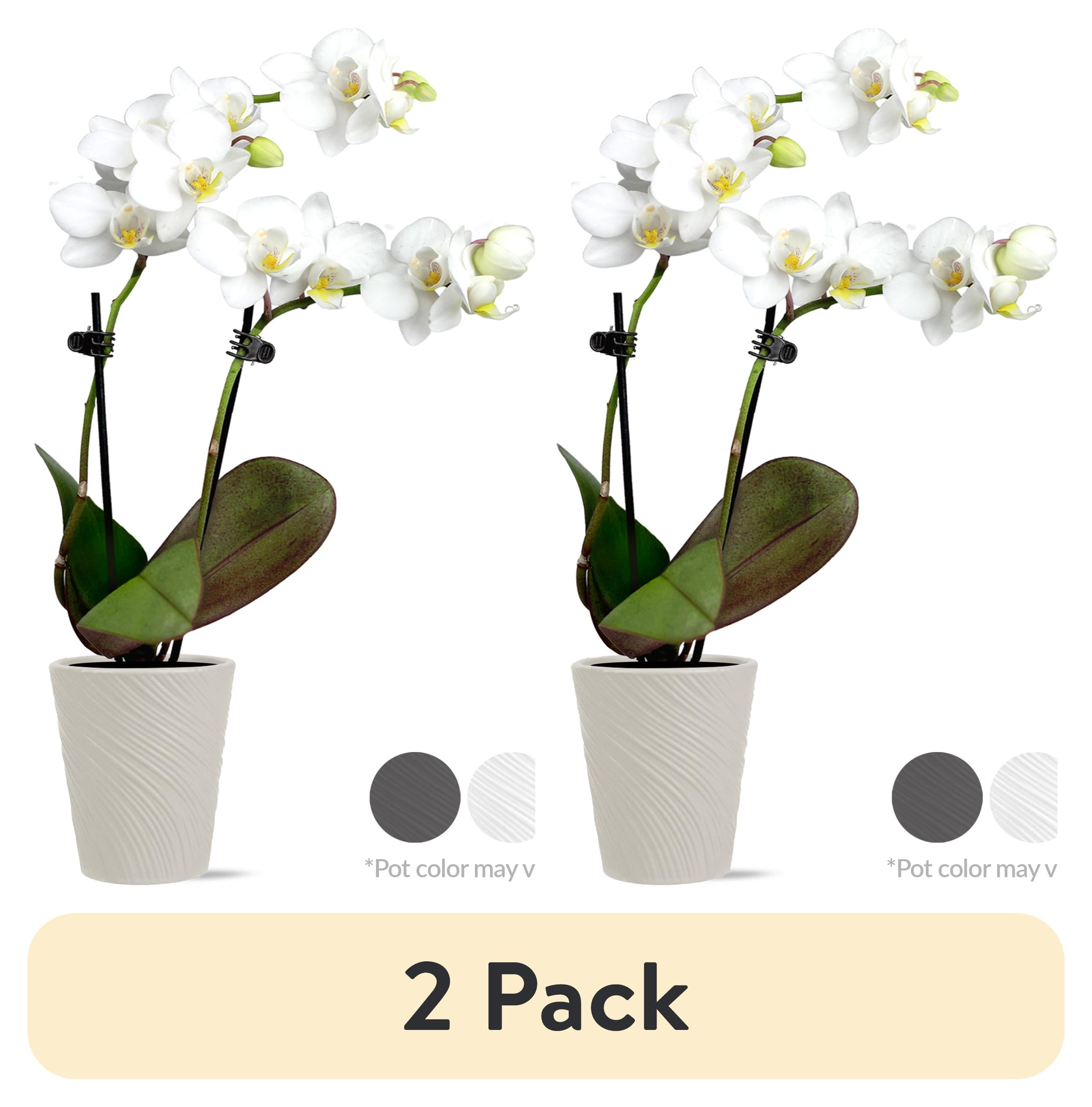 (2 pack) Just Add Ice Live Indoor Plant 6-10" Tall Mini White Orchid in 2.5" Decorative Clay Pot