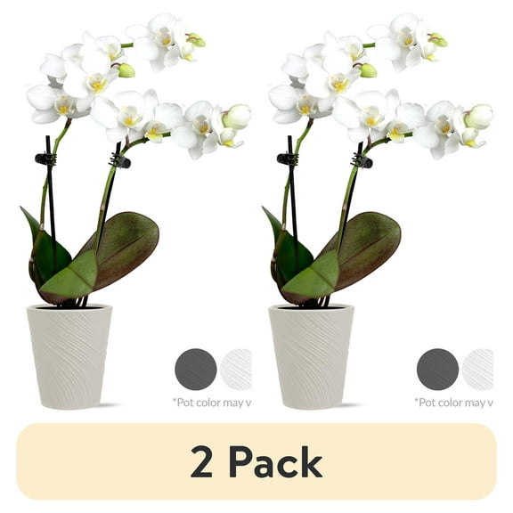 (2 pack) Just Add Ice Live Indoor Plant 6-10" Tall Mini White Orchid in 2.5" Decorative Clay Pot