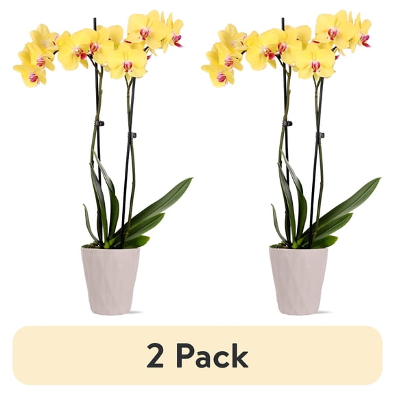 (2 pack) Just Add Ice Live Plant 16-30" Tall Premium Yellow Orchid in 5" Decorative Clay Pot
