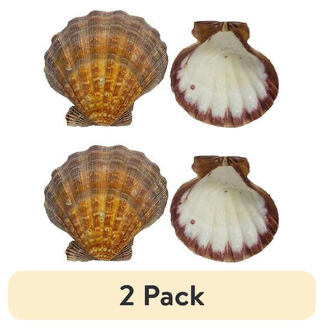 (2 pack) Lion Paw 100% Natural Fan Shaped Natural Sea Shell Home Decor, 1 Each, Multi-Color
