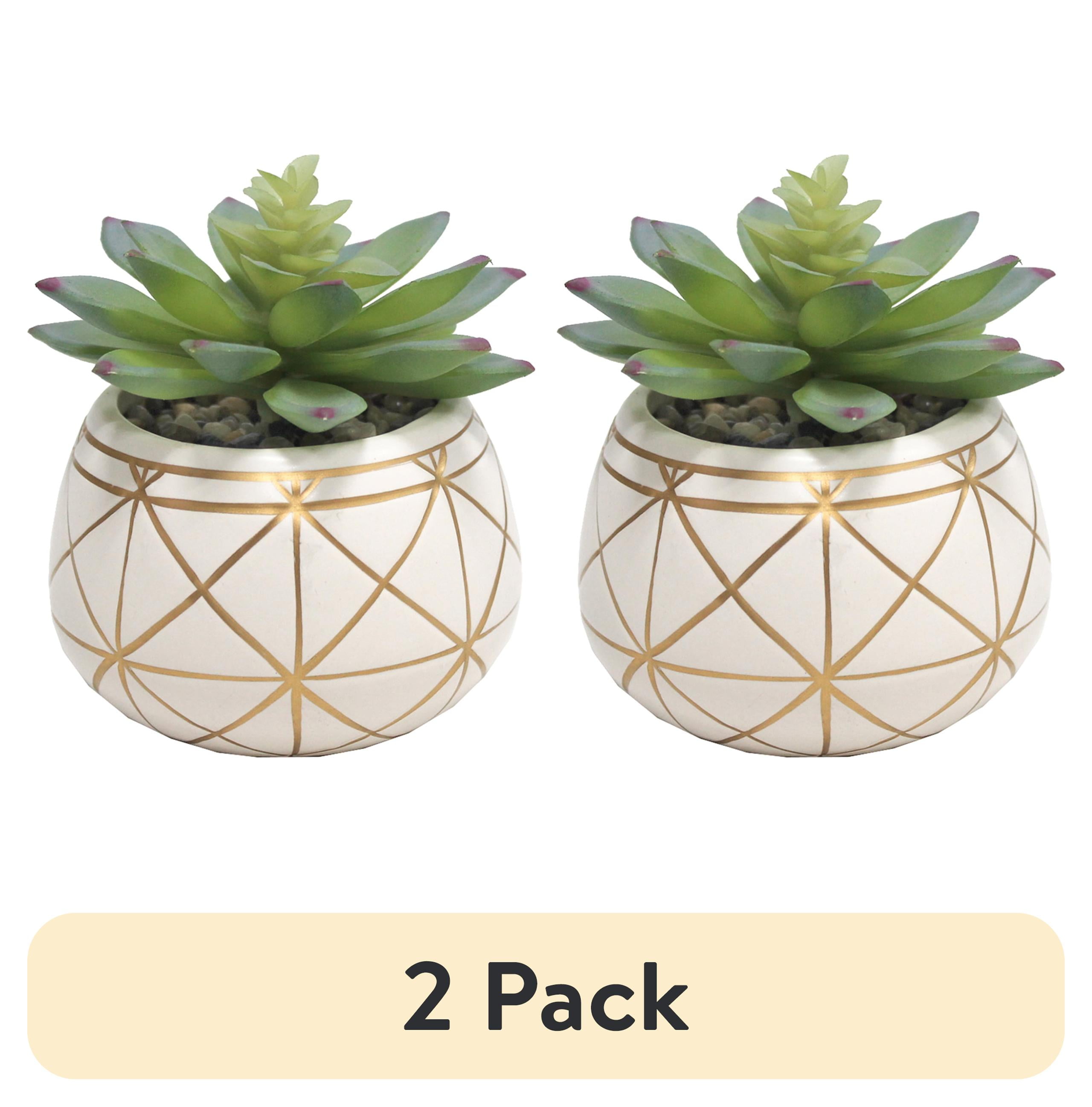 M✧succulent ·͜· ︎︎ᕷ Rare Imported Succulents - Succulents Mystery Box - Etsy