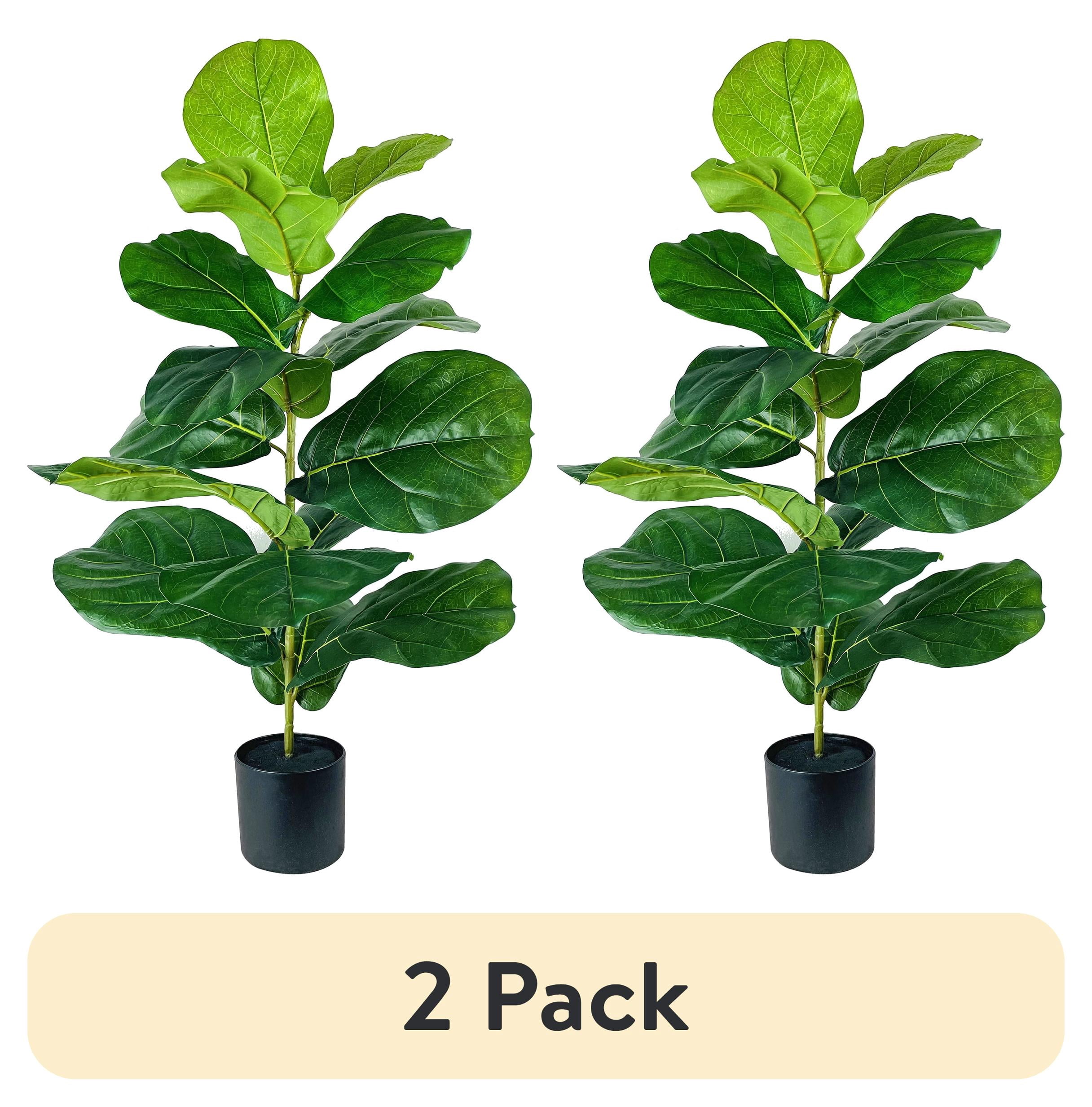 bug spray for indoor plants Indoor Plant Bug Spray | Plant Care Products