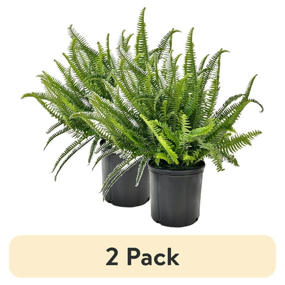 (2 pack) Nature's Way Farms Under The Florida Sun 2.5QT Kimberly Queen Fern Live Plant