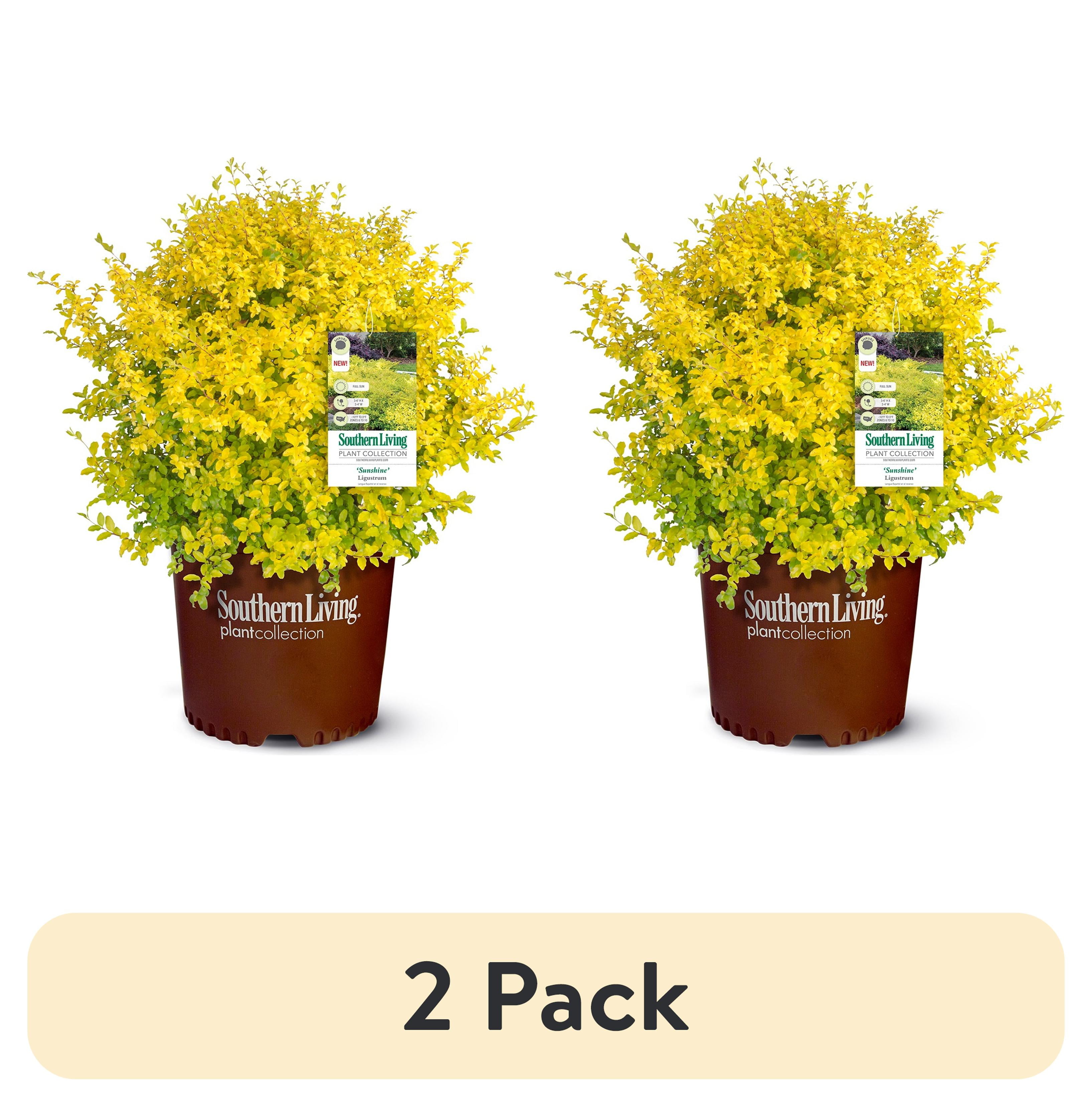 2 pack) Southern Living Sunshine Ligustrum Privet Live Shrub in 2
