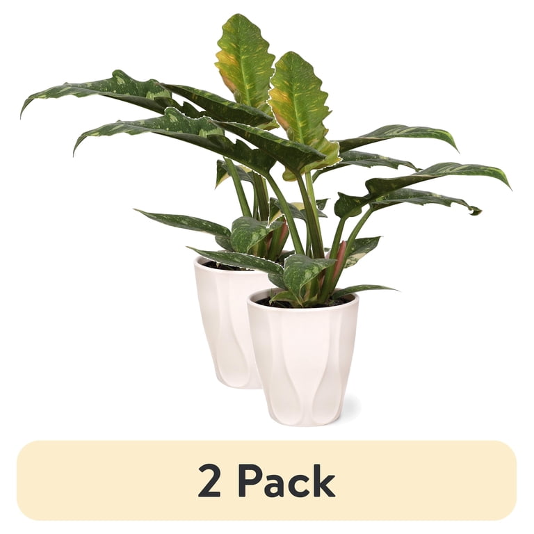 14 inch snake plant Green Snake Plant: Sansevieria trifasciata 'Zeylanica' - 14 inch pot