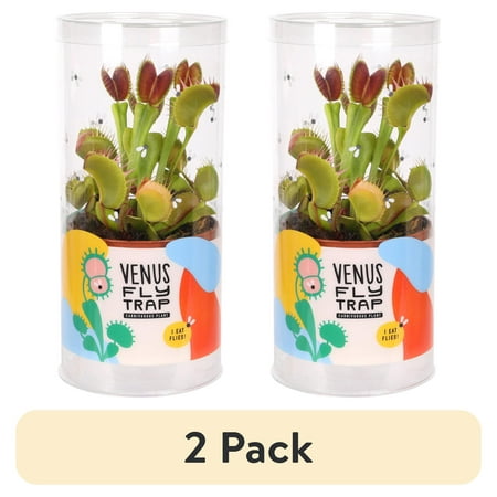 (2 pack) Live Venus Fly Trap in 3" Grower Pot in Decorative Tube