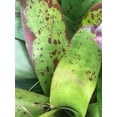 2 pups Bromeliad BROMELIA Aechmea Violet EXOTIC TROPICAL LANDSCAPE