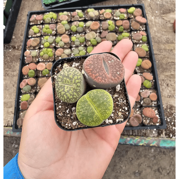 2 to 3 Large Assorted Lithops Live Plants in 2"Pot, Colorful Living Stone Plants Giant Lithops Succulents 1 to 1.5 Inch