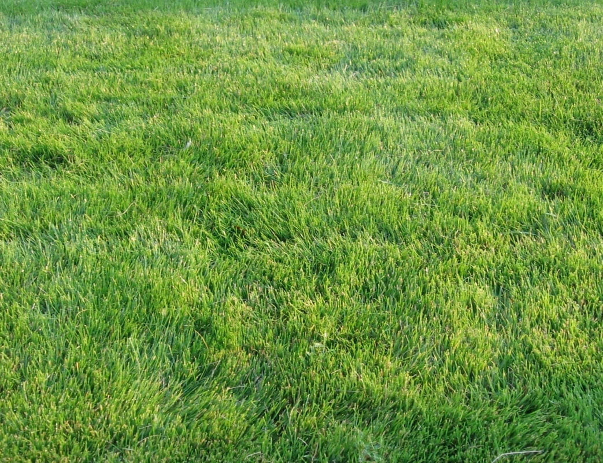 20,000 Emerald Zoysia Grass Seeds - Zoysia 'Emerald' - Lawn Grass