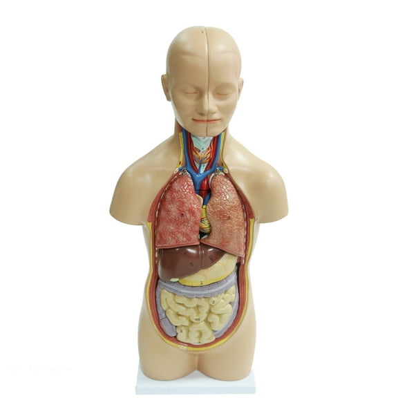 20 in 12-Piece Human Torso Model Sexless